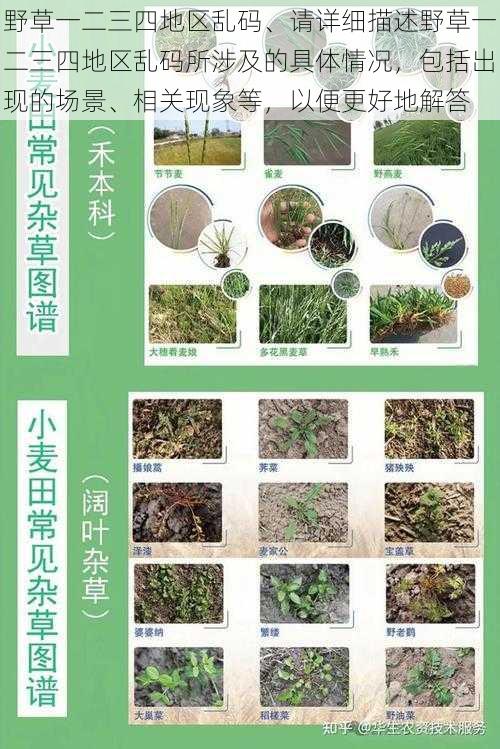 野草一二三四地区乱码、请详细描述野草一二三四地区乱码所涉及的具体情况,包括出现的场景、相关现象等,以便更好地解答